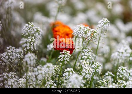 Ringelblume in der Mitte des Feldes von Lobularia maritima Stockfoto