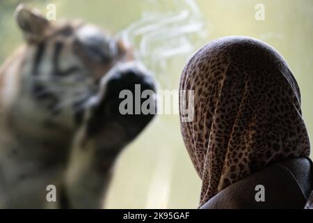 Frau trägt Schleier vor Tiger Zimmer, Konzept der Stärke der Frauen Stockfoto