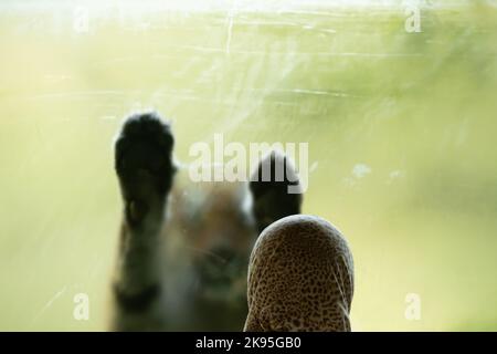 Frau trägt Schleier vor Tiger Zimmer, Konzept der Stärke der Frauen Stockfoto