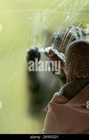 Frau trägt Schleier vor Tiger Zimmer, Konzept der Stärke der Frauen Stockfoto