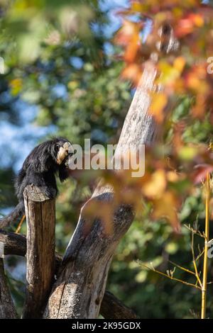 Pithecia pithecia, das weißgesichtige Saki auf dem Baum Stockfoto