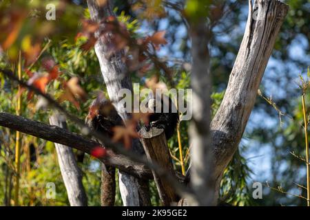 Pithecia pithecia, das weißgesichtige Saki auf dem Baum Stockfoto