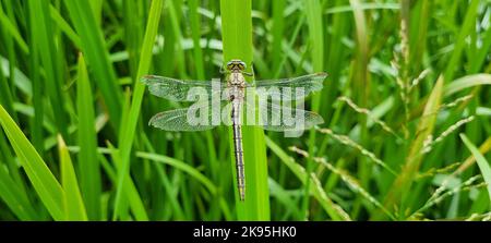 Die Fliege sitzt im Schilf am See. Stockfoto