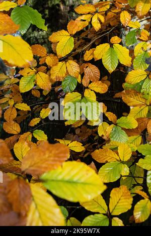 Buche Baum Blätter im Herbst Stockfoto