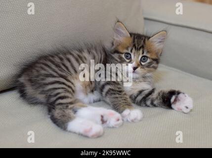 Kleines niedliches Kätzchen der Kuril Bobtail Rasse aus der Nähe. Eine Katze mit einem kurzen Schwanz. Selektiver Fokus Stockfoto