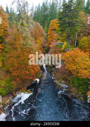 Luftaufnahme der Herbstfarben rund um die Black Linn Falls am Fluss Braan bei der Hermitage in Perth und Kinross, Schottland, Großbritannien Stockfoto