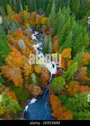 Luftaufnahme der Herbstfarben rund um die Black Linn Falls am Fluss Braan bei der Hermitage in Perth und Kinross, Schottland, Großbritannien Stockfoto