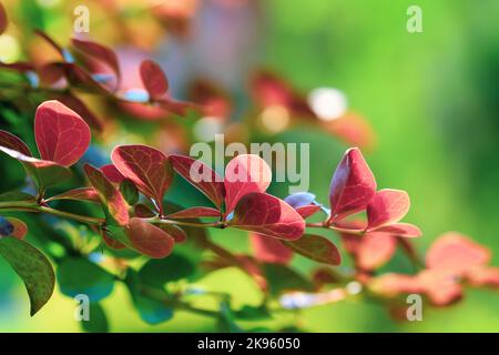 Berberis thunbergii, rot und hellgrün in den Tiefen des Zierstrauch. Verzweigungen aus der Nähe. Platz für Text Stockfoto