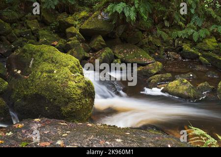 Die Golitha Falls sind Teil des Flusses Fowey. Es handelt sich um eine Reihe spektakulärer Wasserfälle, die ihren Weg durch alte Eichen und andere Deiduou finden Stockfoto