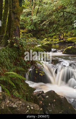 Die Golitha Falls sind Teil des Flusses Fowey. Es handelt sich um eine Reihe spektakulärer Wasserfälle, die ihren Weg durch alte Eichen und andere Deiduou finden Stockfoto