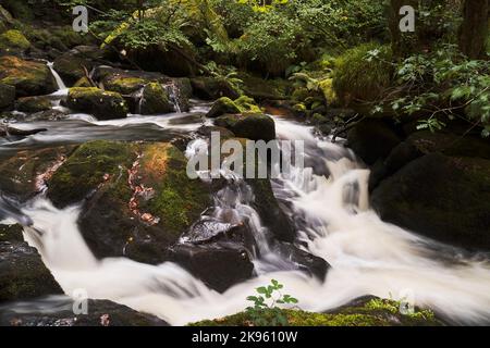 Die Golitha Falls sind Teil des Flusses Fowey. Es handelt sich um eine Reihe spektakulärer Wasserfälle, die ihren Weg durch alte Eichen und andere Deiduou finden Stockfoto