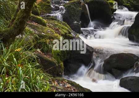 Die Golitha Falls sind Teil des Flusses Fowey. Es handelt sich um eine Reihe spektakulärer Wasserfälle, die ihren Weg durch alte Eichen und andere Deiduou finden Stockfoto