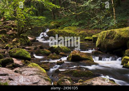 Die Golitha Falls sind Teil des Flusses Fowey. Es handelt sich um eine Reihe spektakulärer Wasserfälle, die ihren Weg durch alte Eichen und andere Deiduou finden Stockfoto