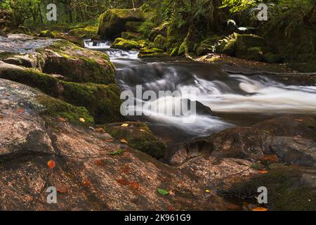 Die Golitha Falls sind Teil des Flusses Fowey. Es handelt sich um eine Reihe spektakulärer Wasserfälle, die ihren Weg durch alte Eichen und andere Deiduou finden Stockfoto