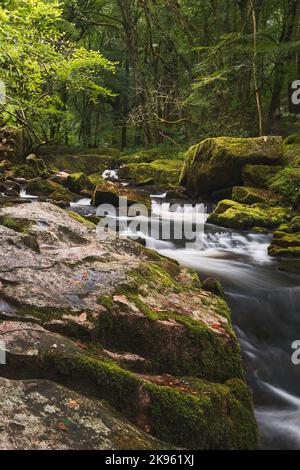 Die Golitha Falls sind Teil des Flusses Fowey. Es handelt sich um eine Reihe spektakulärer Wasserfälle, die ihren Weg durch alte Eichen und andere mehr finden Stockfoto