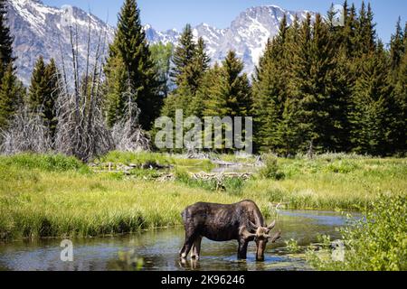 Eine malerische Aussicht auf einen Elch, der Wasser aus einem See im Grand Tetons National Park, Wyoming, trinkt Stockfoto