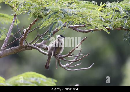 Ein flacher Fokus von einem leicht belüfteten Bulbul-Vogel, der auf einem Baumzweig thront Stockfoto