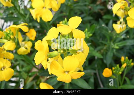 Eine Nahaufnahme von blühenden gelben türkischen warzigen Kohlblüten Stockfoto