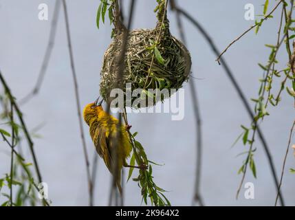 Cape Weaver, Stellenbosch, Westkap, Südafrika Stockfoto