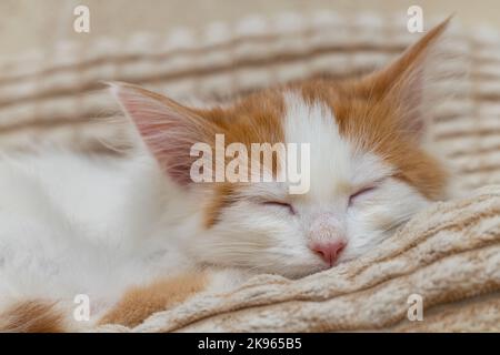 Kleines Kätzchen schläft auf einem weichen Kissen. Schlafender Kätzchen Kopf Stockfoto