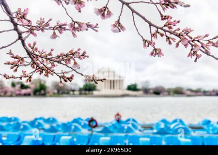 Ein Sakura-Baum-Zweig mit dem Thomas Jefferson Memorial im Hintergrund, Washington, USA Stockfoto