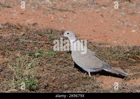 Eurasischen, Streptopelia decaocto Collared-Dove Stockfoto