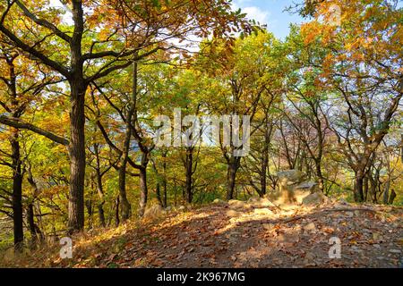 goldgelber Herbstbaum im pilis-Gebirge auf einem ungarischen Wanderweg Stockfoto