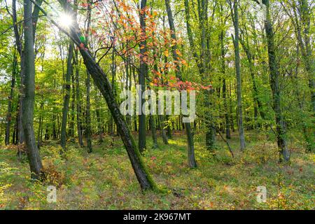 goldgelber Herbstbaum im pilis-Gebirge auf einem ungarischen Wanderweg Stockfoto