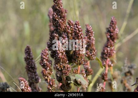 Amaranthus hybridus, grüner Amaranth im Nahbereich selektiver Fokus Stockfoto