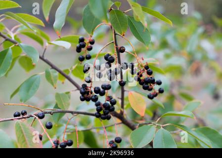 Prunus serotina, wilde schwarze Kirsche wilde schwarze Beeren auf Zweig Nahaufnahme selektiver Fokus Stockfoto