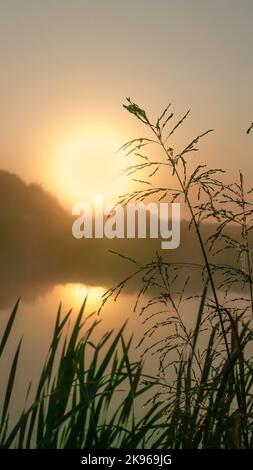 Grassilhouetten mit Tau fällt vor dem Hintergrund der aufgehenden Sonne Stockfoto