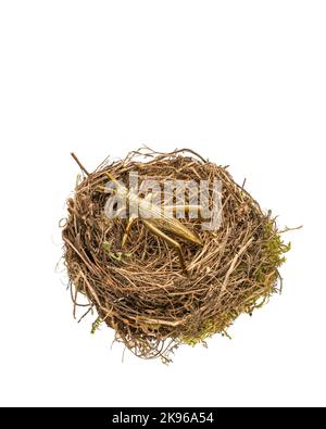 Vögel nisten mit brütenden Heuschreckenschreckentieren Stockfoto