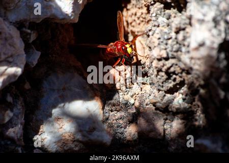 Frontale Nahaufnahme einer europäischen Hornisse, die ihr Nest bauen. Vespa crabro Nahaufnahme. Makrofoto mit selektivem Fokus. Hornet vertieft Nest Stockfoto