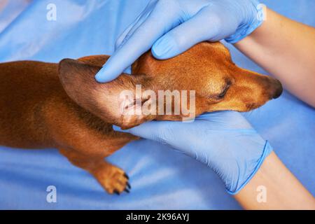 Hund in einer Tierklinik. Tierarzt untersucht das Ohr eines Hundes Stockfoto