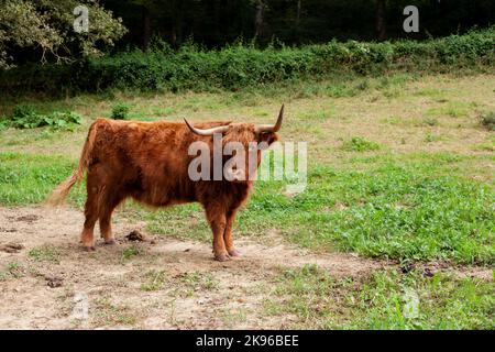 Die Highland Cow. Schottische Rasse von rustikalen Viehweiden in der französischen Landschaft Stockfoto