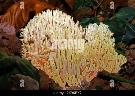 Ramaria cf stricta (streng verzweigte Koralle) hat eine kosmopolitische Verbreitung, die auf totem Holz wächst. Stockfoto