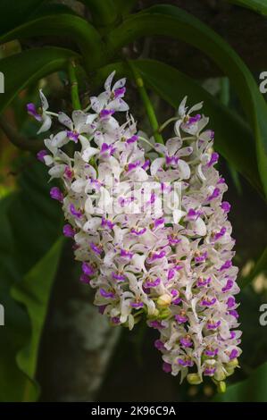 Nahaufnahme von hellen weißen und lila rosa Blüten von rhynchostylis gigantea epiphytische Orchideenarten, die im Freien auf natürlichem Hintergrund blühen Stockfoto