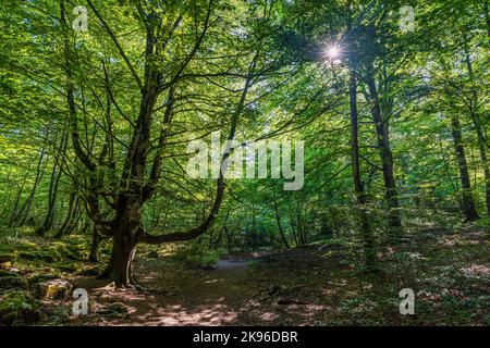 Buchen. Schöner Blick auf den Buchenwald im Naturpark Monte Santiago, gelegen zwischen den Provinzen Araba, Burgos und Bizkaia (Spanien) Stockfoto