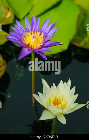 Nahaufnahme von prächtigen weißen und purpurnen Lotusblumen, die in einem Teich blühen Stockfoto