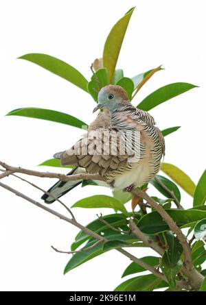 Nahaufnahme einer Wildschweintaube auf den Ästen von Houseplant Stockfoto