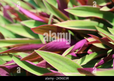 Amazing Green mit violetten Blättern von Boat Lily oder Austernpflanzen im Sonnenlicht Stockfoto