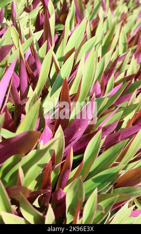 Atemberaubende, bunte Blätter von Moses in den Cradle- oder Austernpflanzen im Sonnenlicht Stockfoto