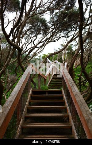 Eine vertikale Aufnahme einer Treppe, die von Bäumen und Vegetation umgeben ist Stockfoto