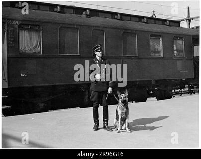 Schwedische Bahnpolizei mit einem Schäferhund vor einem deutschen Militärzug auf dem Weg nach Norwegen während des Zweiten Weltkriegs. Hier am Hauptbahnhof von Östersund. Der Wagen hinter dem Hundeführer ist ein deutscher C3ITR, der traglastenwagnen, aus dem 1910s. Tt. Stockfoto