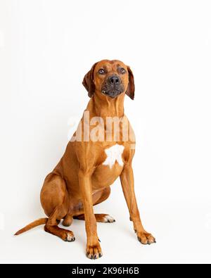 Rhodesian Ridgeback Dog fotografiert in einer professionellen Studioumgebung Stockfoto