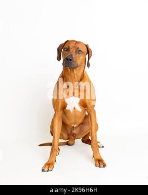 Rhodesian Ridgeback Dog fotografiert in einer professionellen Studioumgebung Stockfoto