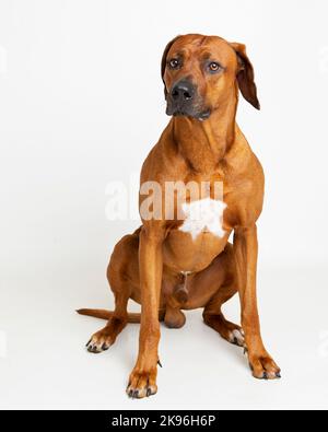 Rhodesian Ridgeback Dog fotografiert in einer professionellen Studioumgebung Stockfoto