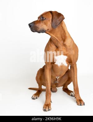 Rhodesian Ridgeback Dog fotografiert in einer professionellen Studioumgebung Stockfoto