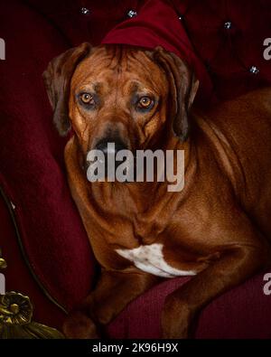 Rhodesian Ridgeback Dog fotografiert in einer professionellen Studioumgebung Stockfoto