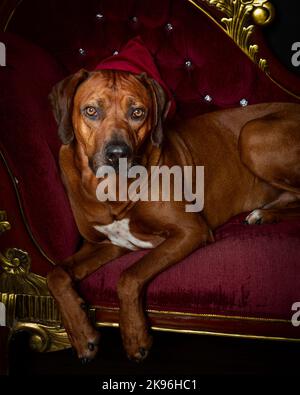 Rhodesian Ridgeback Dog fotografiert in einer professionellen Studioumgebung Stockfoto